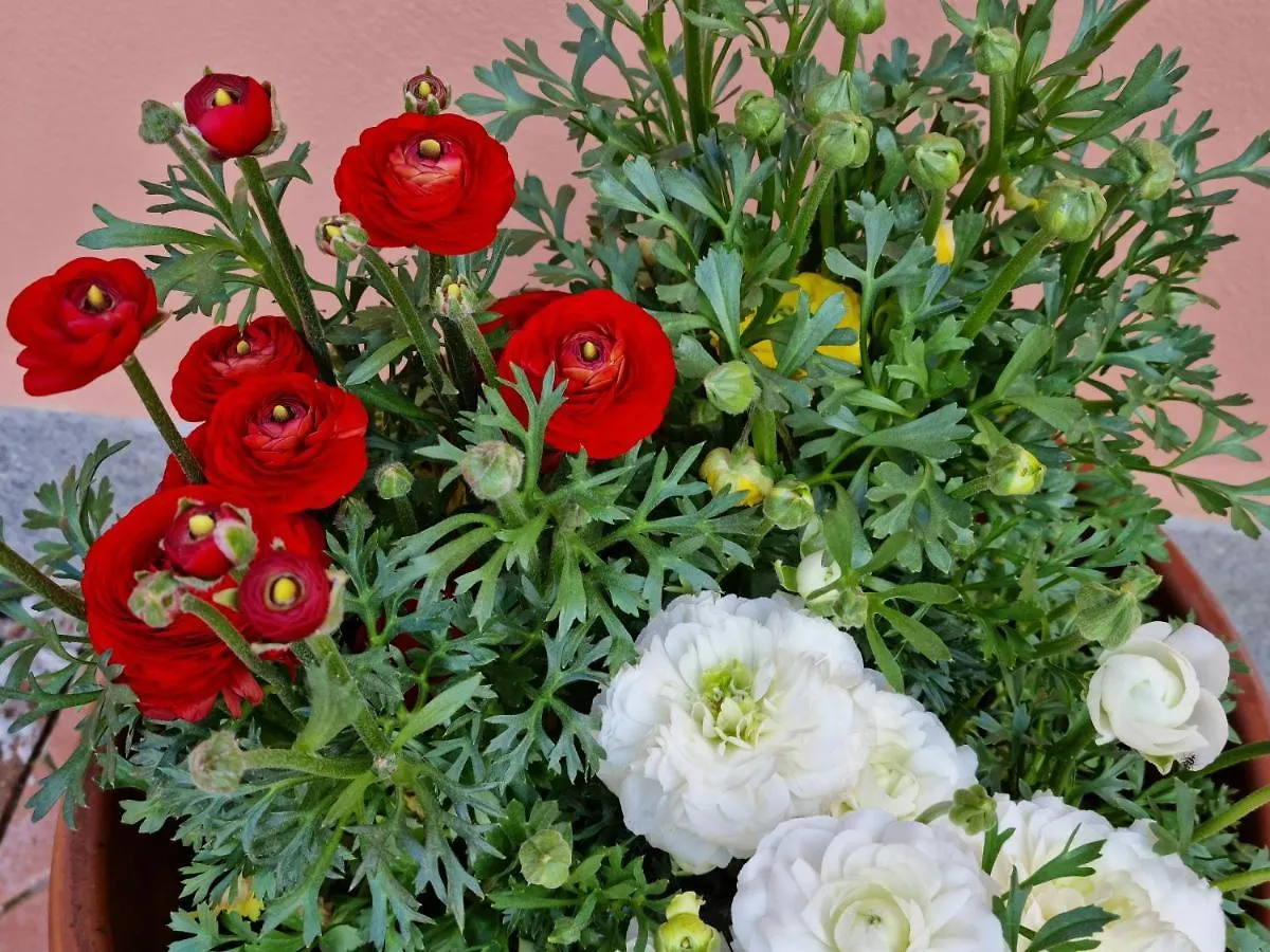 Il Casale Nel Parco Guesthouse Rome